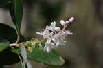 Buckwheat tree <BR>Black titi